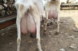 赤峰賣奶山羊電話號(hào)碼多少