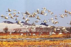 赤峰小天鵝專賣店電話號(hào)碼