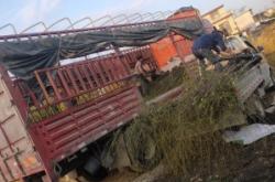 赤峰柳樹批發(fā)市場電話號(hào)碼