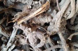 赤峰赤芍養(yǎng)殖基地電話號(hào)碼