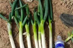 赤峰水泉大蔥種植基地電話號(hào)碼