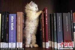 赤峰貓咪圖書館電話號碼查詢