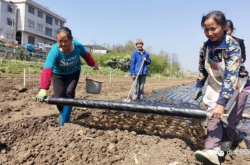 赤峰助農(nóng)賣蔥的電話號(hào)碼