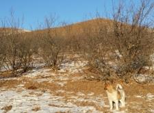 赤峰巴林左旗解體廠電話是多少