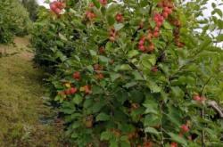 赤峰賣平安果樹的地方電話號碼