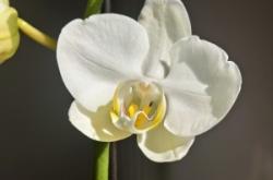 赤峰蝴蝶蘭銷售電話號(hào)碼查詢