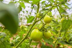 赤峰靜安寺采摘基地電話號碼