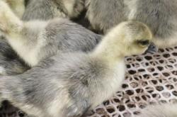 赤峰美洲雁苗基地電話號碼