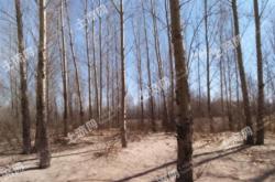 內(nèi)蒙古赤峰收購(gòu)楊樹(shù)電話號(hào)碼