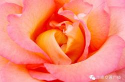 赤峰花仙子鮮花店電話號碼