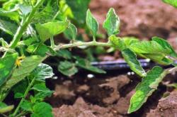 赤峰滴灌帶銷(xiāo)售商電話(huà)號(hào)碼