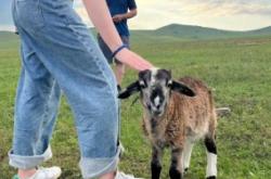 赤峰出租狗狗店電話多少號