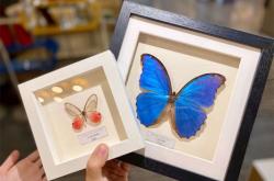 赤峰萬達昆蟲店電話號碼