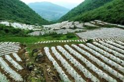 赤峰租種菜小棚電話多少號