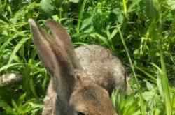 赤峰天義養(yǎng)兔場電話號碼查詢