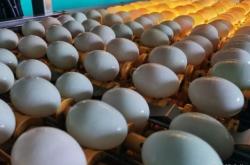 赤峰蛋鴨養(yǎng)殖場電話號碼