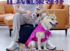 赤峰柴犬領(lǐng)養(yǎng)中心電話號碼