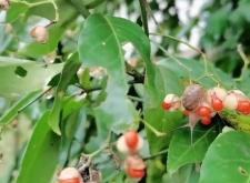 赤峰衛(wèi)矛扶芳藤批發(fā)電話