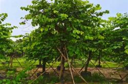 赤峰政華苗木基地電話號(hào)碼