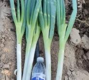 赤峰鋼蔥種植基地電話號(hào)碼