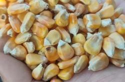 赤峰玉米面包廠家電話號(hào)碼