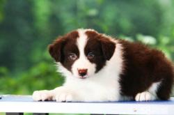 赤峰市寵物訓(xùn)練中心電話號(hào)碼