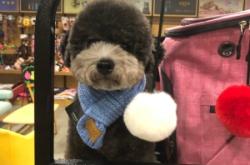 赤峰市尋狗主人電話號碼