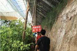 赤峰4個(gè)番茄基地電話號(hào)碼