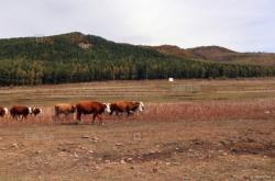 內(nèi)蒙古赤峰市牛營子鎮(zhèn)