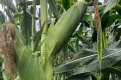 赤峰收購糯玉米電話多少號