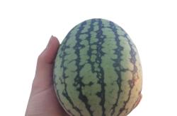 赤峰小禮品西瓜店電話號碼查詢