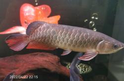 赤峰龍魚直播售魚電話號(hào)碼