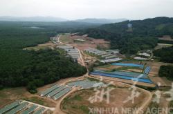 赤峰黑豬合作養(yǎng)殖基地電話號碼