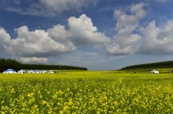 內(nèi)蒙赤峰松子種植基地電話號(hào)碼