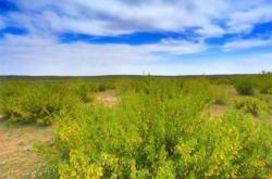 赤峰檸條草籽收購電話地址查詢