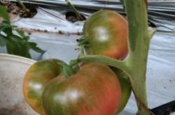 赤峰寧城西紅柿價格