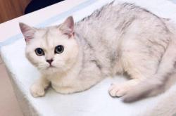 赤峰繁育貓舍電話多少號