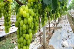 赤峰市葡萄苗售賣電話地址