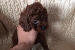 赤峰上門收狗電話號碼是多少