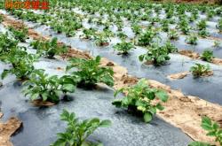 赤峰白色地膜廠家電話號(hào)碼