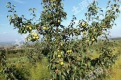 赤峰收購林地電話地址是多少號