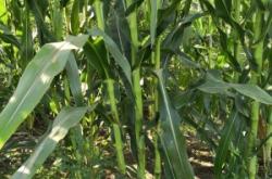 赤峰生豬加工廠電話地址查詢