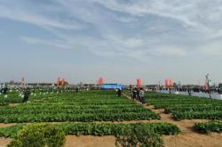 赤峰蔬菜代銷公司地址電話號(hào)碼