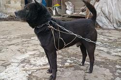 赤峰同城出售土狗電話多少號