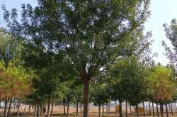 赤峰國槐模具招聘電話號碼查詢