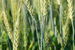 赤峰大麥購買網站官網電話號碼