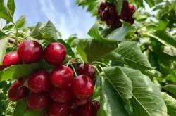 赤峰小櫻桃采摘園地址電話號碼