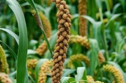 赤峰牛骨粉飼料廠電話號碼