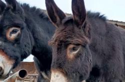 赤峰驢苗繁育基地電話號碼