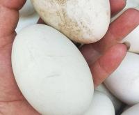 赤峰賣笨雞蛋的老頭電話號碼